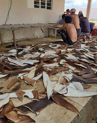 Operação do Ibama, PF e Inema apreende 1,58 tonelada de barbatanas de tubarão na BA