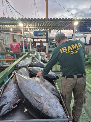 Operação Tuna combate pesca ilegal de atuns e de outras espécies atingidas pela atividade no RN