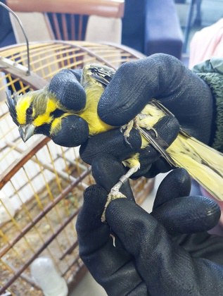 Ação conjunta apreende 148 aves silvestres mantidas em cativeiro ilegal no RS