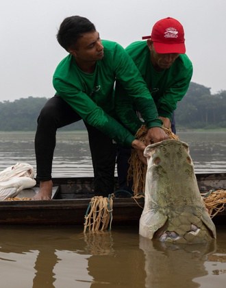 Resultados do manejo sustentável do pirarucu são publicados em cartilha no AM