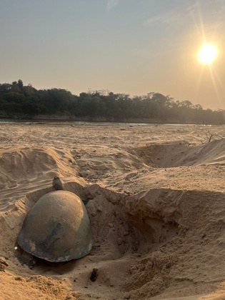 Operação do Ibama combate captura ilegal de tartarugas-da-amazônia em Goiás