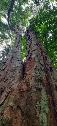 Proteção do pau-brasil é ampliada em conferência internacional