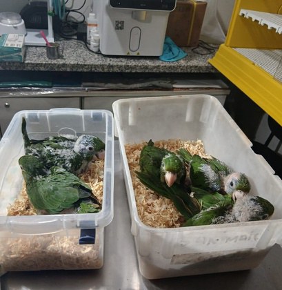 Periquitões-maracanãs resgatados no interior do Acre são Recebidos pelo Ibama