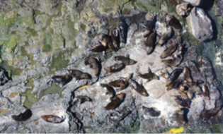 Figura 22 – Monitoramento de mamíferos no REVIS Ilha do Lobos/RS - Foto: Acervo ICMBio