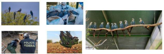 Figura 29 - A) Ararinhas Azuis soltas na natureza nas dependências do criadouro. Foto: Miguel Monteiro; B) indivíduo sendo amostrado para pesquisa de circovírus. Foto Miguel Monteiro; C) Coleta de material biológico em caixas-ninho utilizadas pelas ararinhas azuis no Criadouro Ararinha Azul. Foto: Miguel Monteiro; D) Monitoramento ambiental para pesquisa de circovírus em outros grupos de psitacídeos. Foto: Marcelo Dias; E) 11 indivíduos de ararinhas azuis capturados para pesquisa de circovírus cujo resultado foi positivo. Foto: Cláudia Sacramento