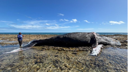 Figura 34: Carcaça fresca de baleia-jubarte encontrada no Parque Nacional Marinho dos Abrolhos, em 22/08/2025. Foto: Marina Angeli