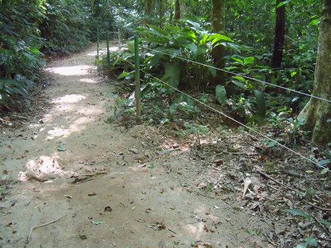 Detalhe do solo e corrimão da trilha Caminho Dom Pedro Augusto no Parque Nacional da Tijuca