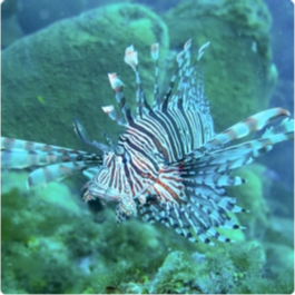 Fotografia de um indivíduo da espécie exótica invasora peixe-leão em uma área invadida.