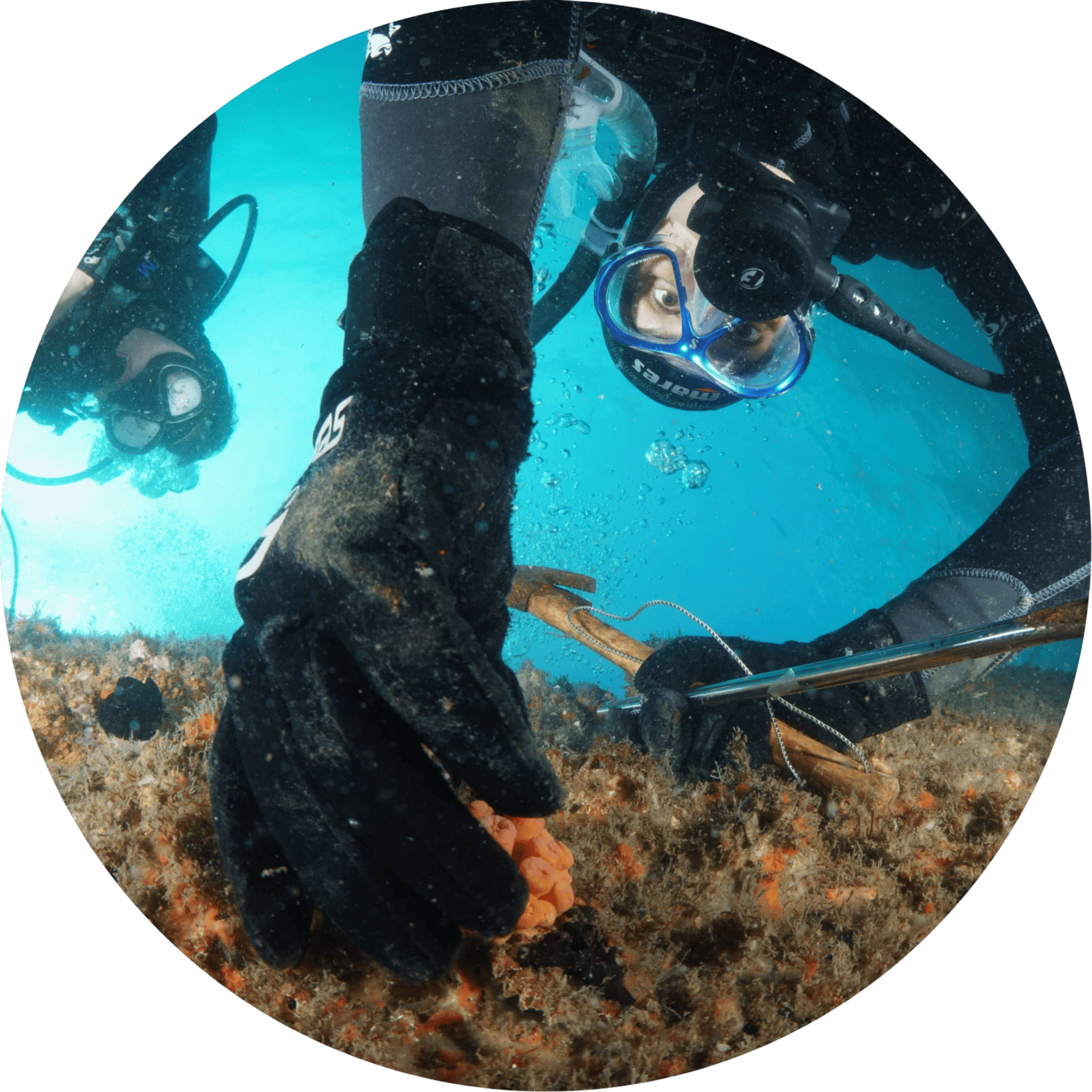 Fotografia de uma ação de manejo de coral-sol