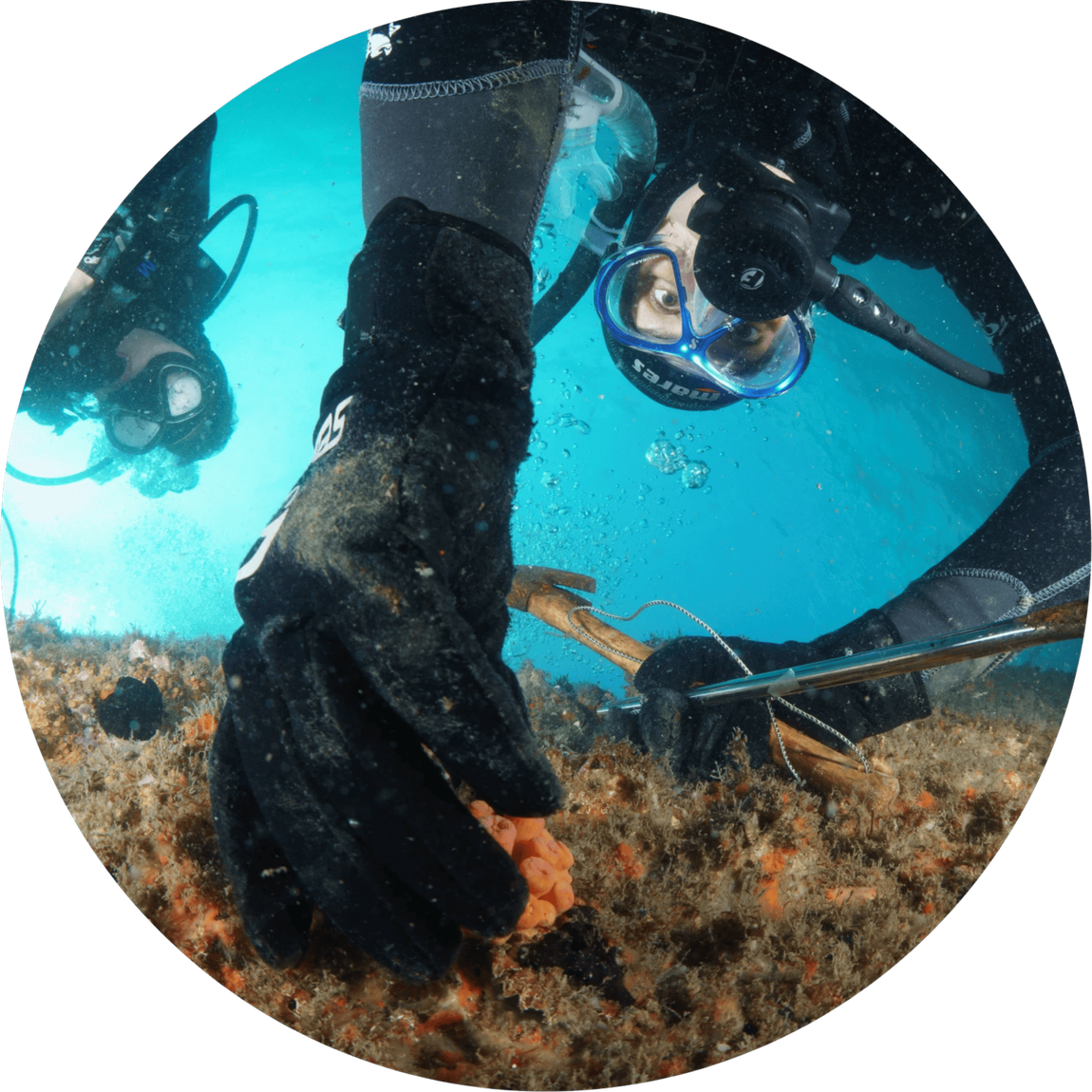 Fotografia de uma ação de manejo de coral-sol