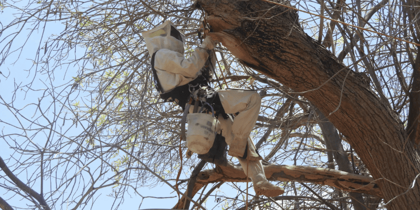 Imagem do acervo NGI Juazeiro ilustrando o manejo de Espécie Exótica Invasora