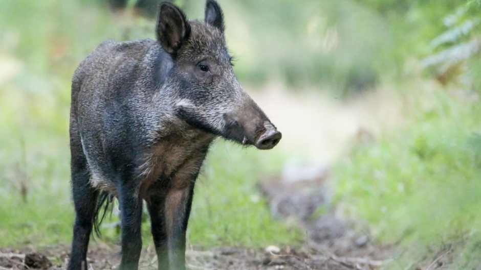 A invasão do Brasil: UCs federais já registraram 290 espécies invasoras
