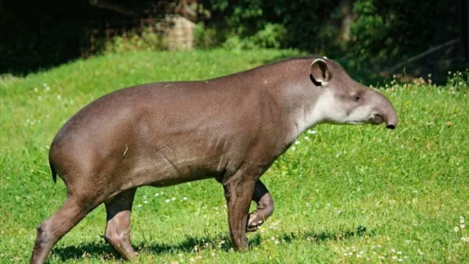 Antas são atacadas por cães no Parque Nacional de Brasília