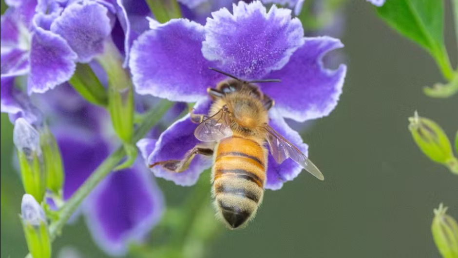 Lista do ICMBio revela presença de 290 espécies exóticas invasoras em unidades de conservação brasileiras