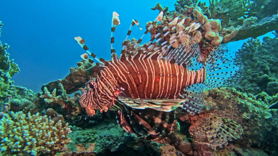Maior peixe-leão do mundo é capturado em Fernando de Noronha; espécie é invasora e peçonhenta
