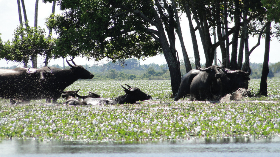Um búfalo incomoda muita gente, 5 mil búfalos incomodam muito mais