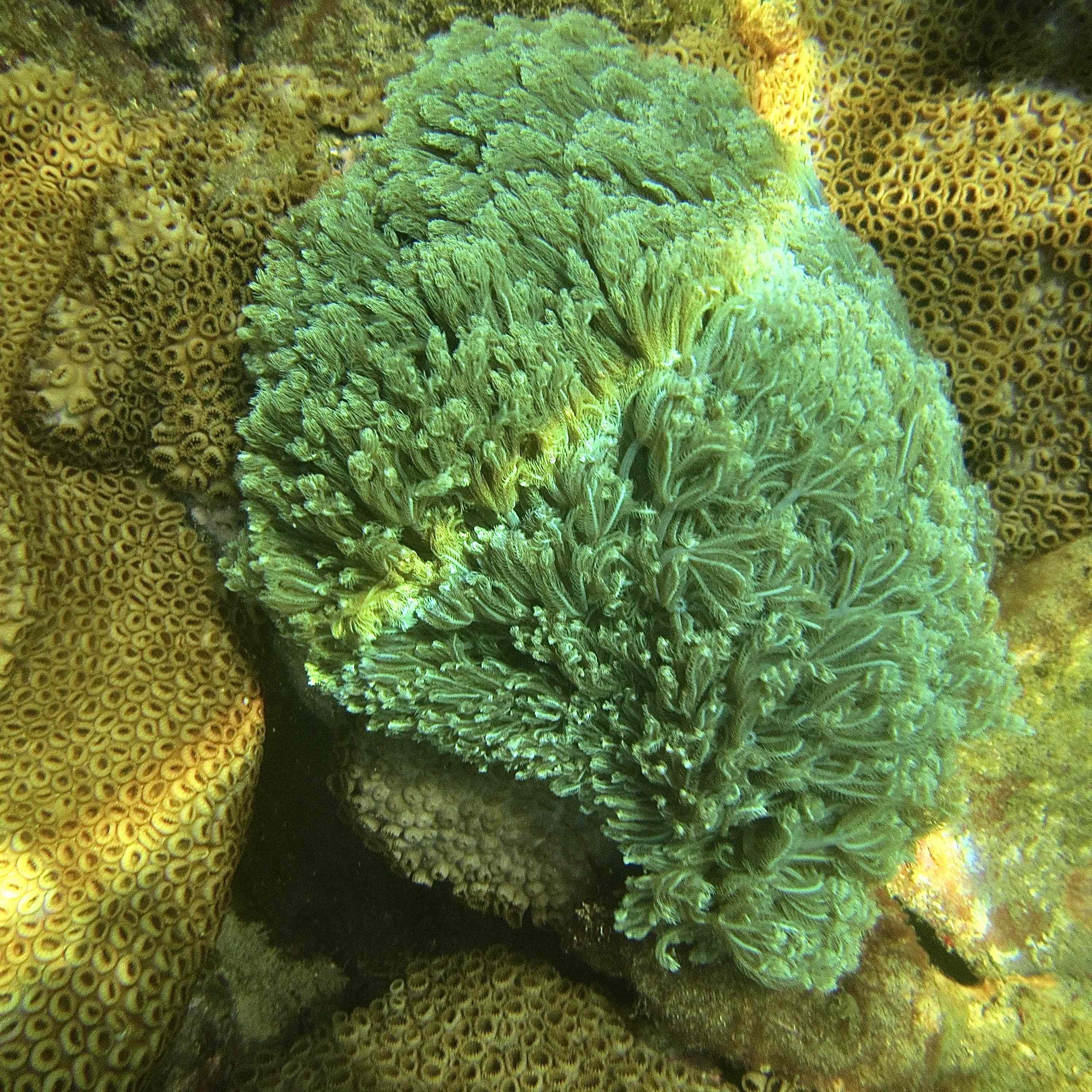 Imagem Espécie Exótica Invasora