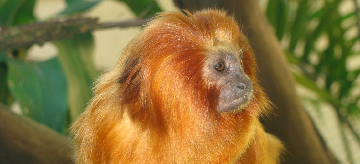imagem_Leontopithecus rosalia Marco Freitas.JPG