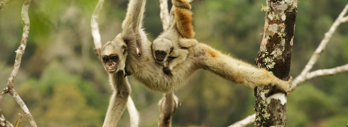 brachyteles-hypoxanthus_anderson_israel_gonsalves_ferreira