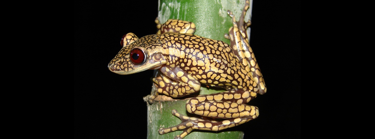 A.pomba_Clodoaldo.jpg