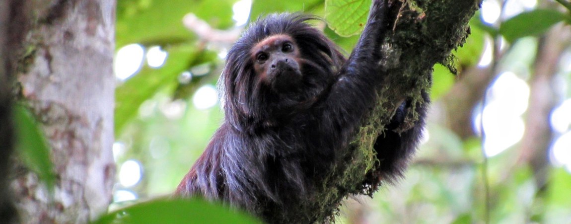 Leontopithecus chrysopygus.jpg