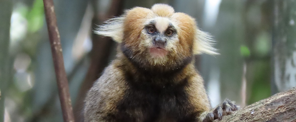 Callithrix_flaviceps_Marilha_Mardegan_Assunção