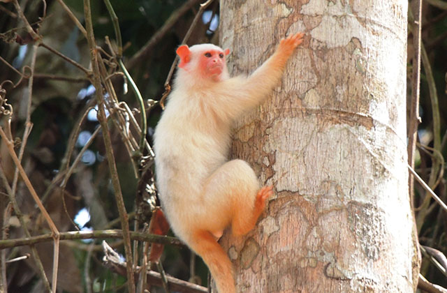Parna do Jamanxim — Instituto Chico Mendes de Conservação da Biodiversidade