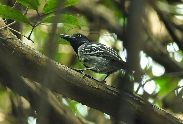 Figura_17_Sakesphorus_canadensis_-_choca-de-crista-preta_Robson_Czaban.jpg