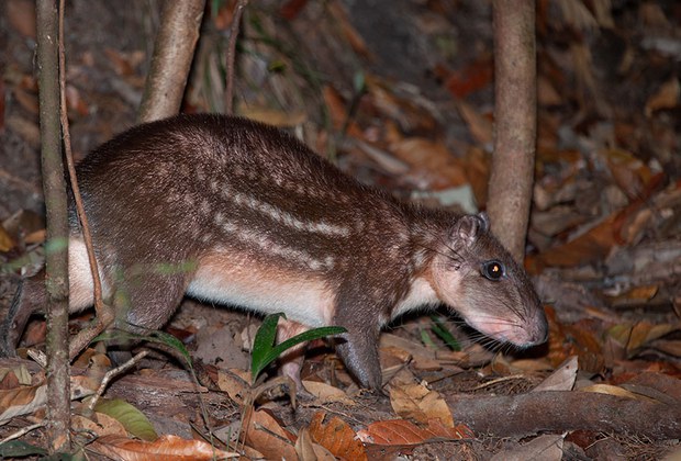 Figura_19_Observacao_noturna_da_fauna_no_PARNA_Jau_Josangela_Jesus.jpg