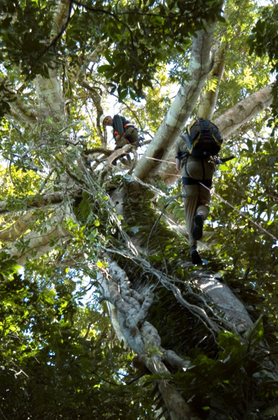 Figura_21_Escalada_na_Sumaúma_da_Base_Priscila_Forone.png
