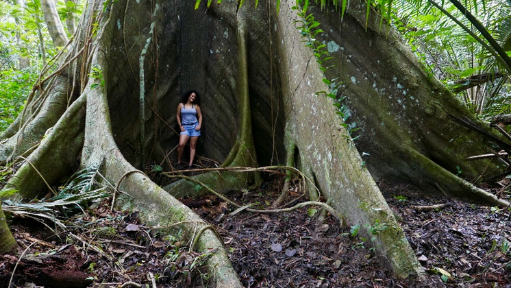 figura_2_sumauma_da_cachoeira_do_ja_tatiana_mendonca.png