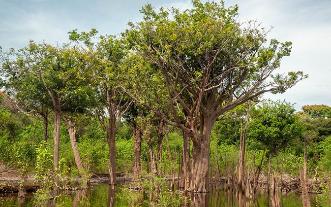 figura_4_macacaricuias_as_arvores_mais_antigas_da_amazonia_seca_josangela_jewasus.jpg