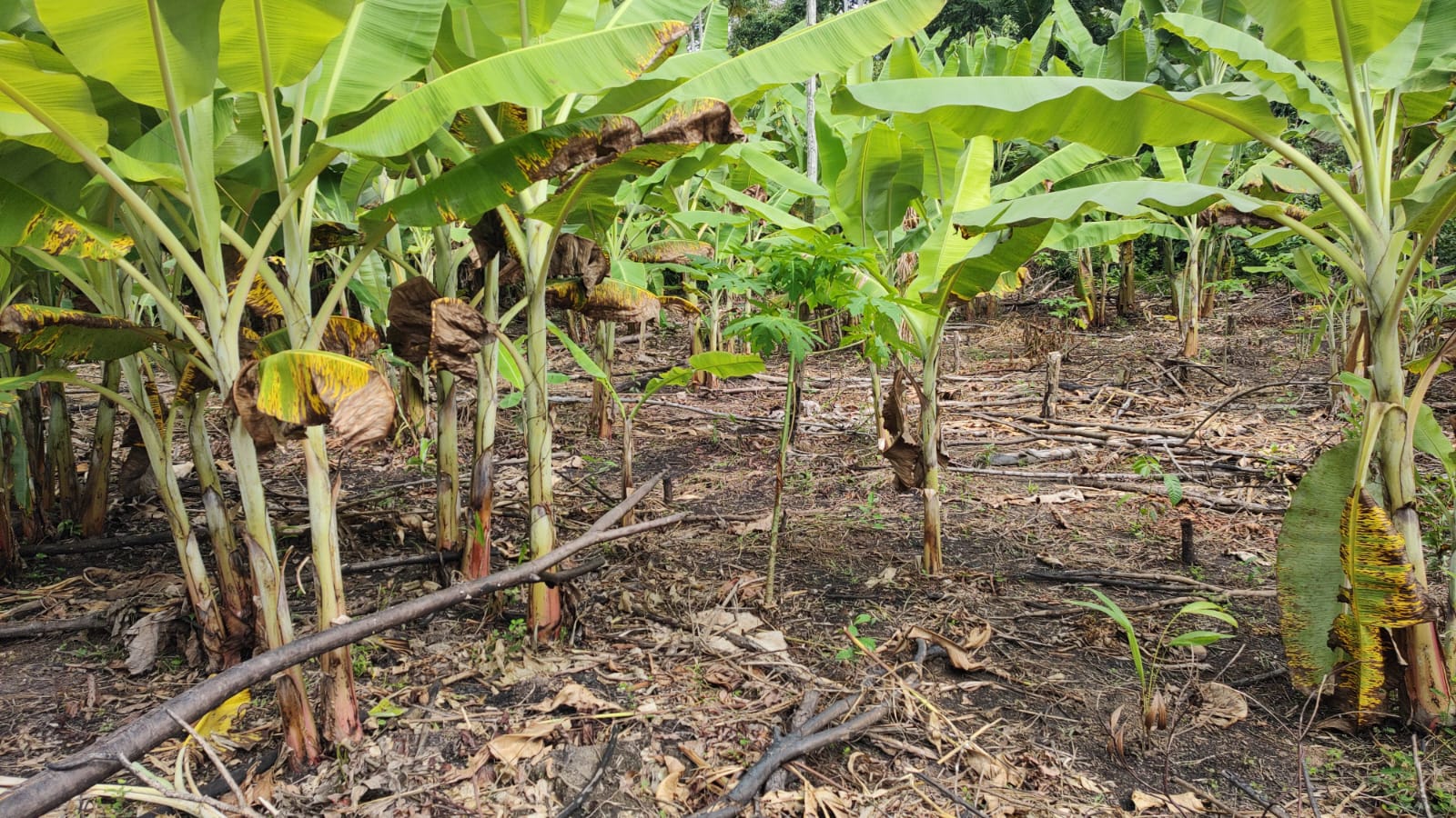 Como funciona o Sistema Agroflorestal