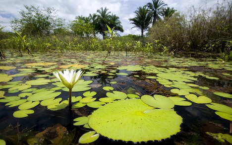 marimbus_parna_chapada_diamantina.jpg