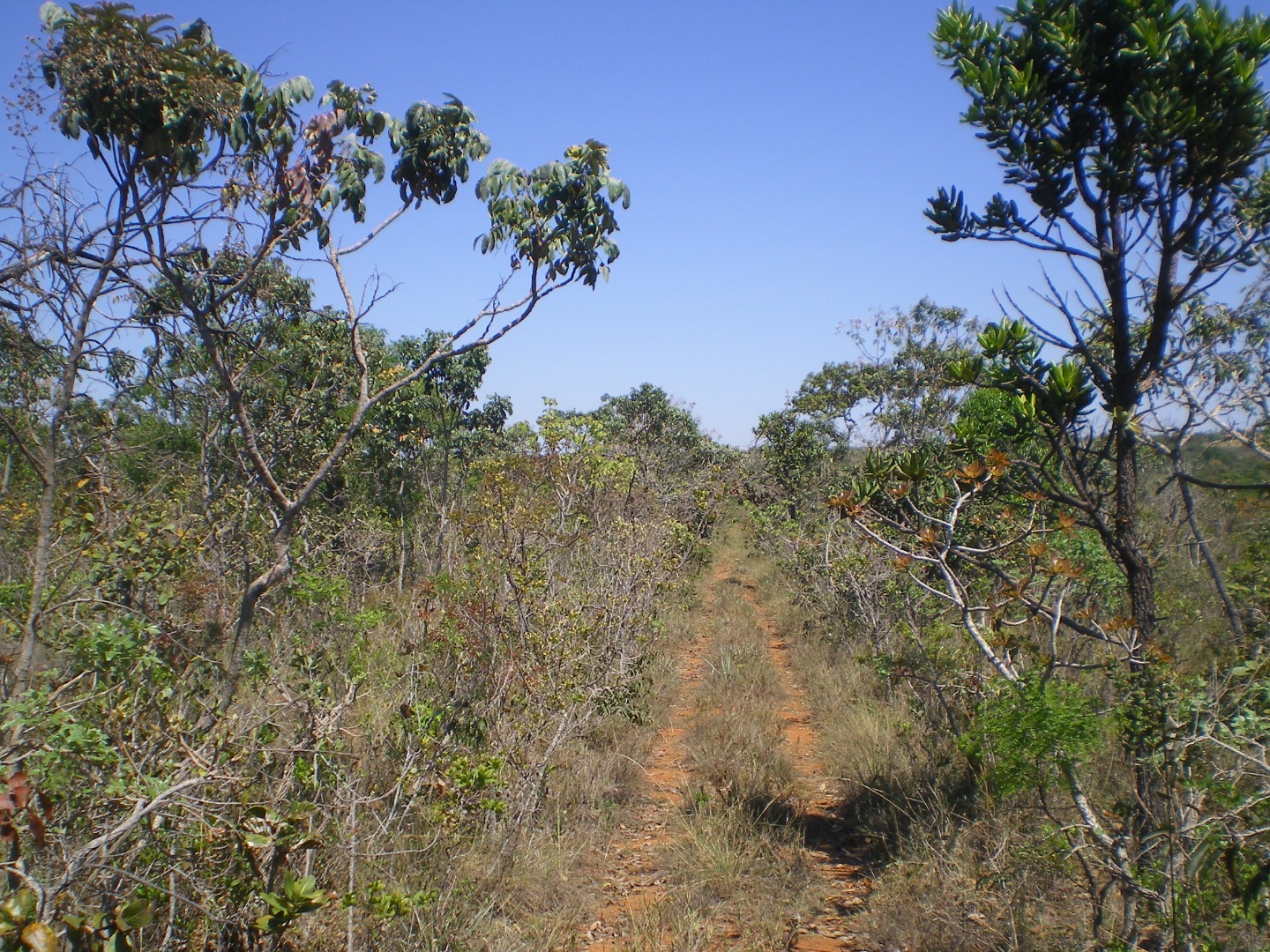 Cerrado_Keiko Pellizzaro.jfif