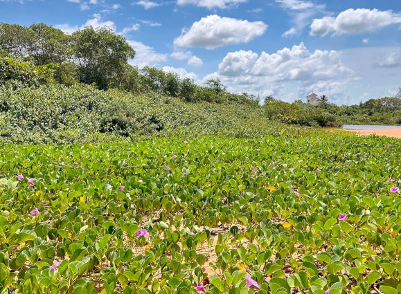 Restinga da APA Costa das Algas e RVS de Santa Cruz, unidades geridas pelo ICMBio no ES.