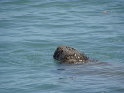 13_Peixe_boi_Cajueiro_da_Praia.jpg