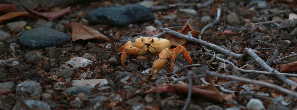 Caranguejo-amarelo, Ilha da Trindade