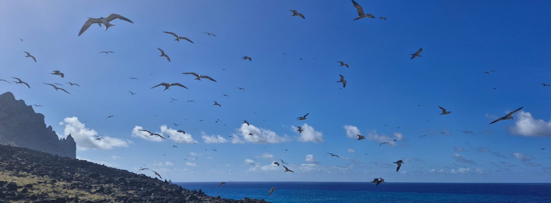 Aves marinhas na Ilha da Trindade