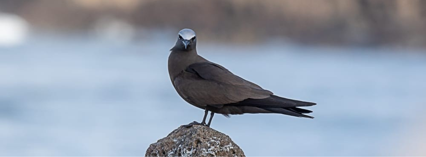 Trinta-réis escuro na Ilha da Trindade