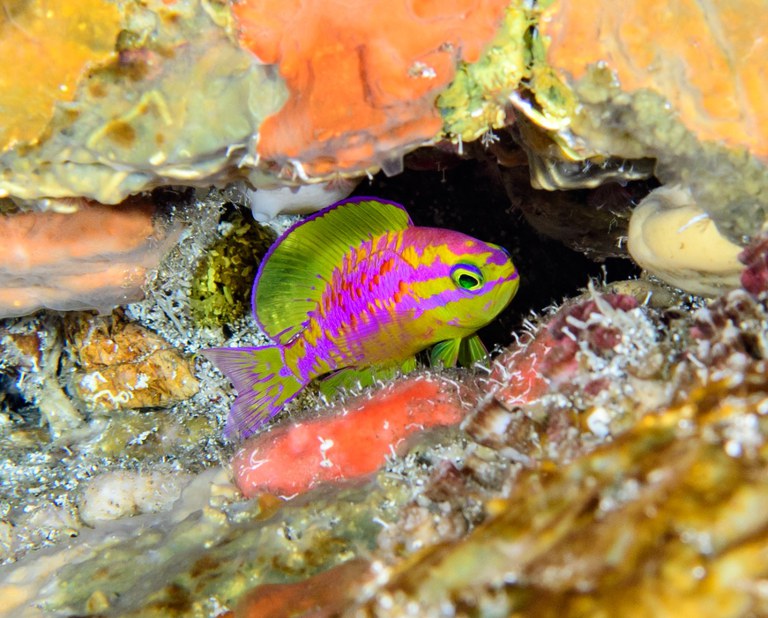 Tosanoides aphrodite