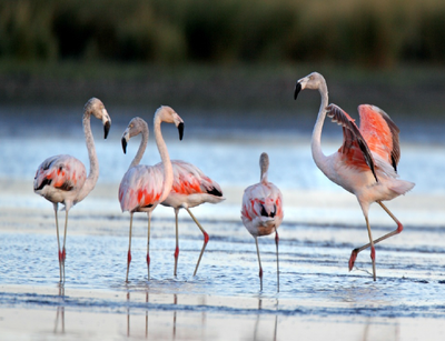 4_trilha_dos_flamingos_1.png