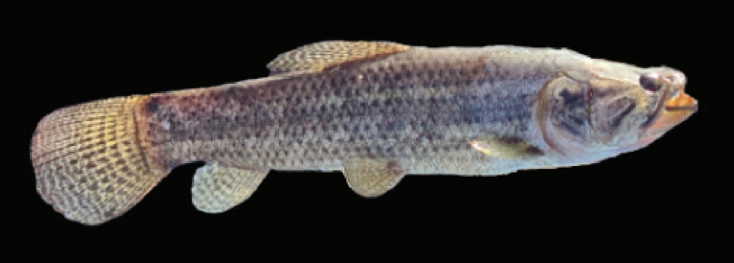 Traíra (Hoplias malabaricus).