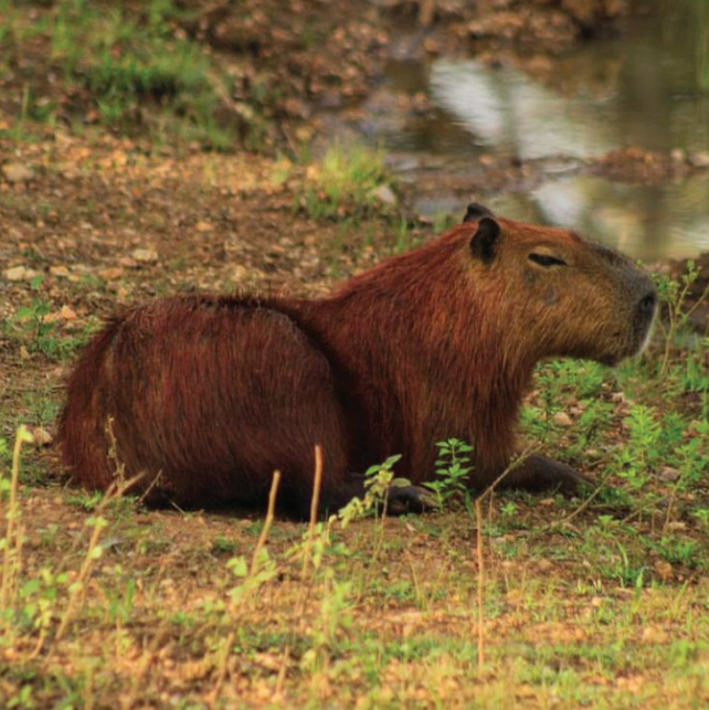 Capivara (Hydrochoerus hydrochaeris).