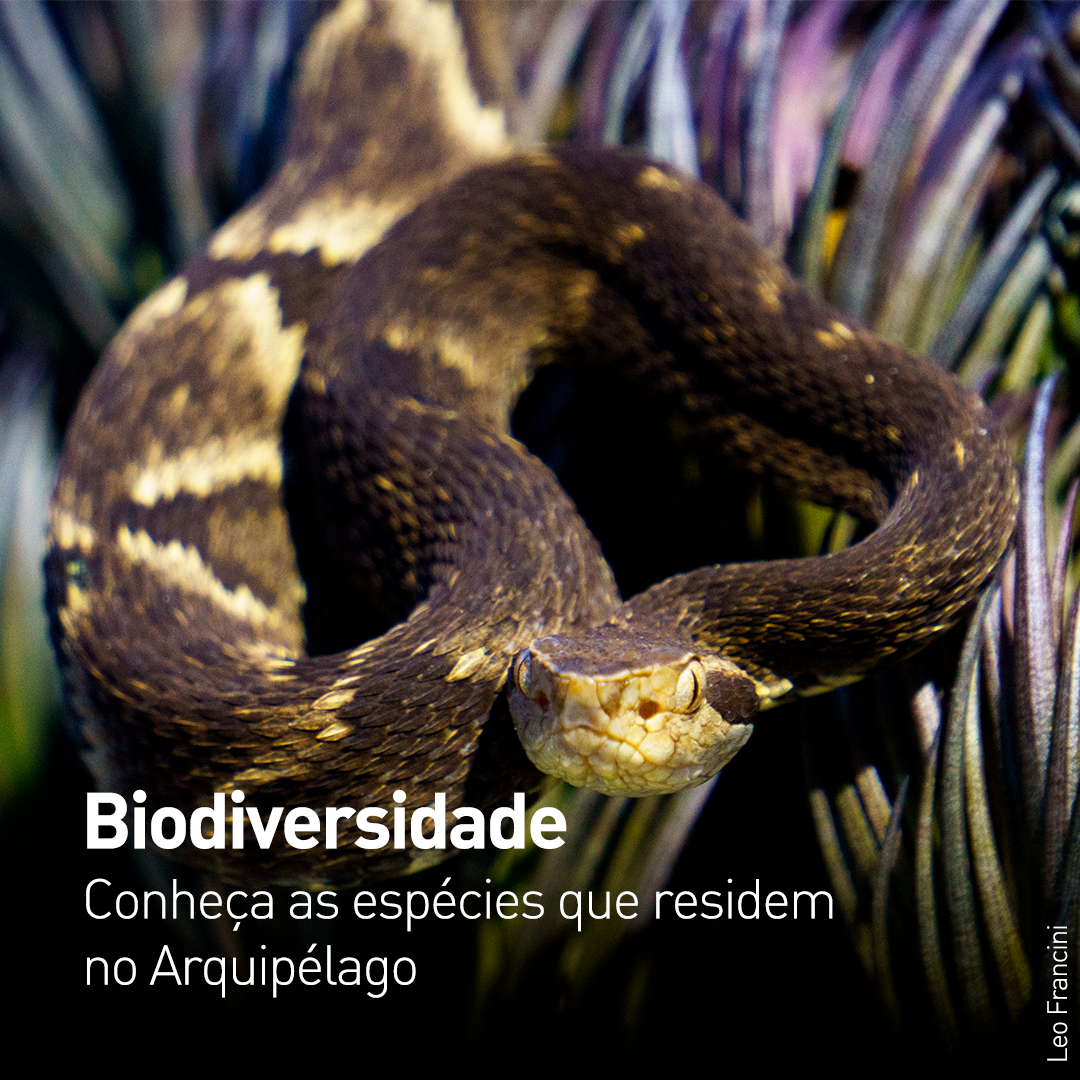 Foto da espécie de cobra endêmica do Arquipélago de Alcatrazes a Jararaca de alcatrazes