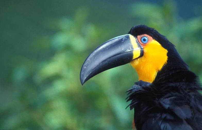tucano_bico_preto_Ramphastos_vitellinus_ariel_AdrianaMattoso.jpg