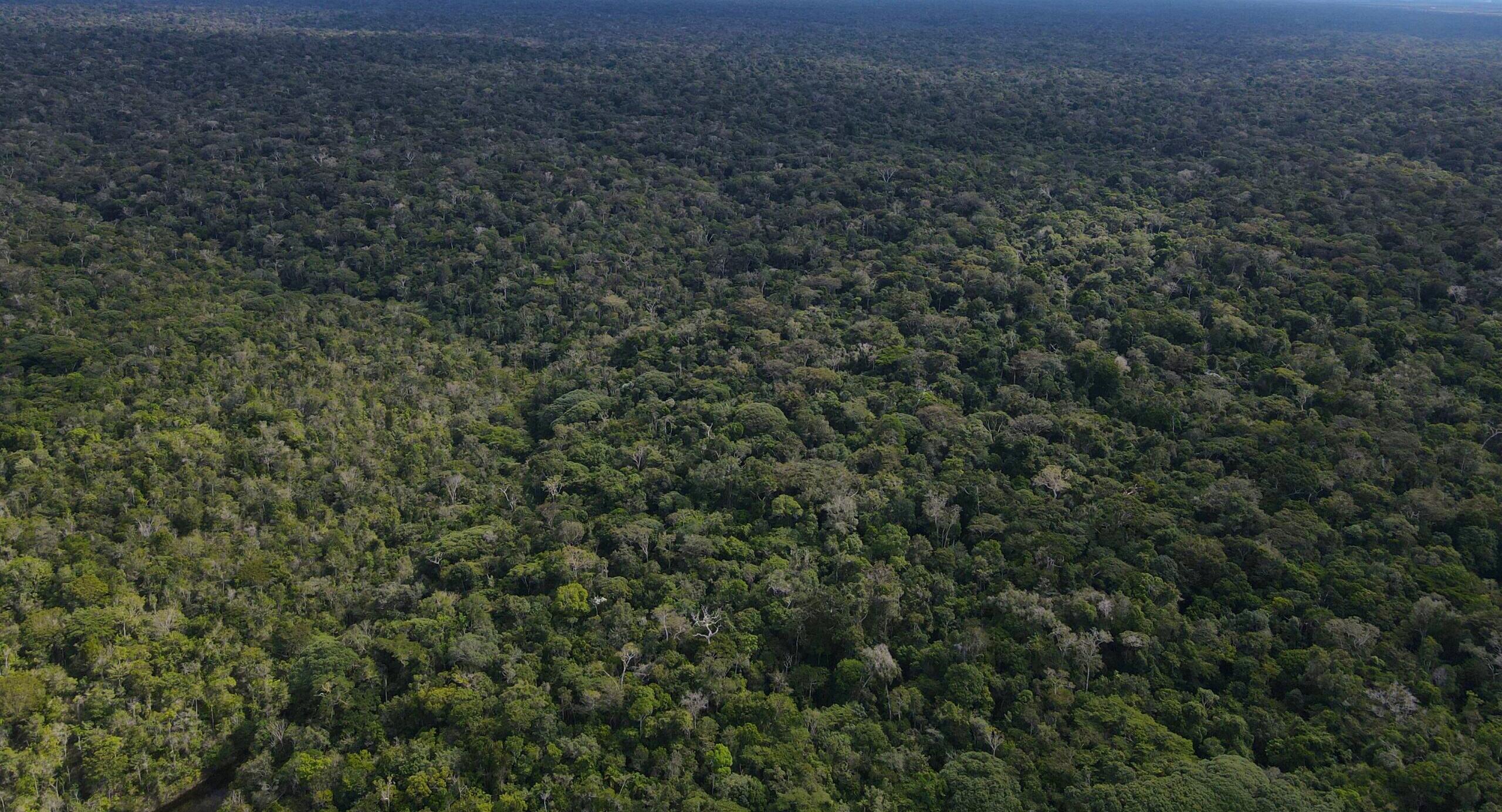 PARQUE DA "MATA DENSA"