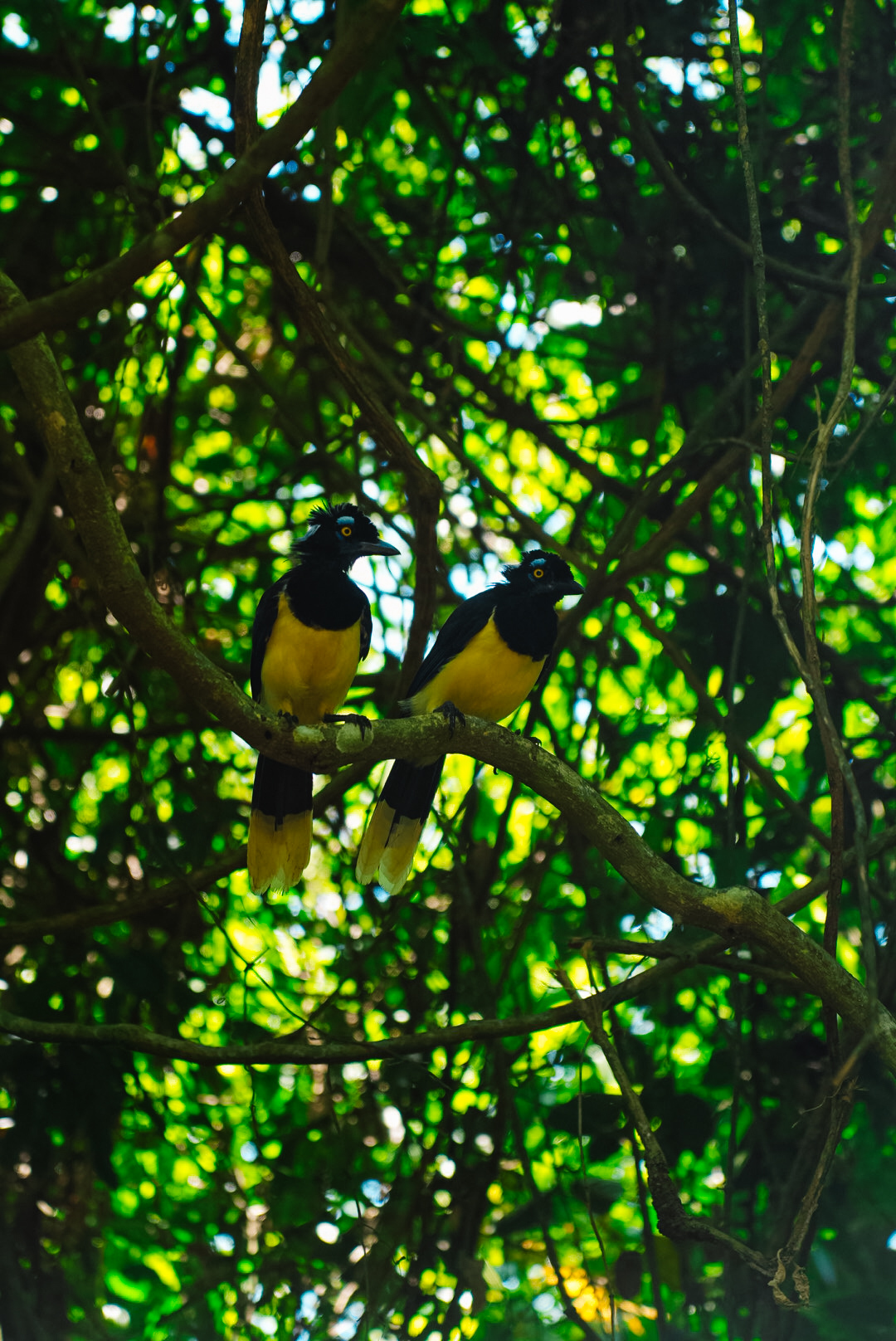 Condutores Credenciados