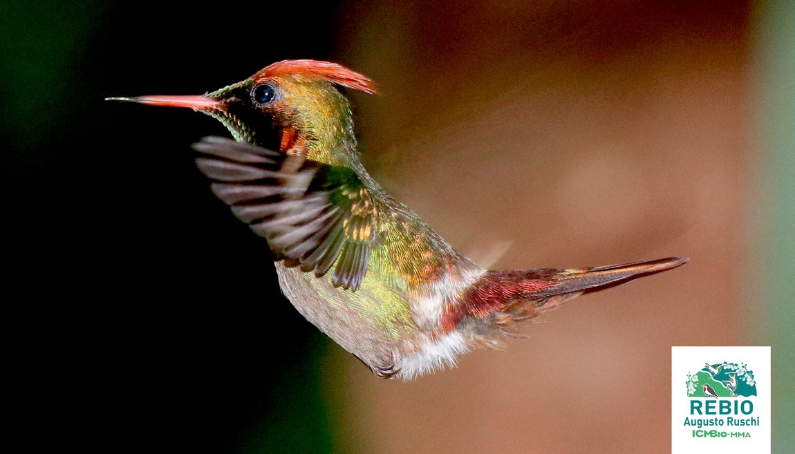 Beija-flor Topetinho Vermelho (Gabrielly Benaducci)