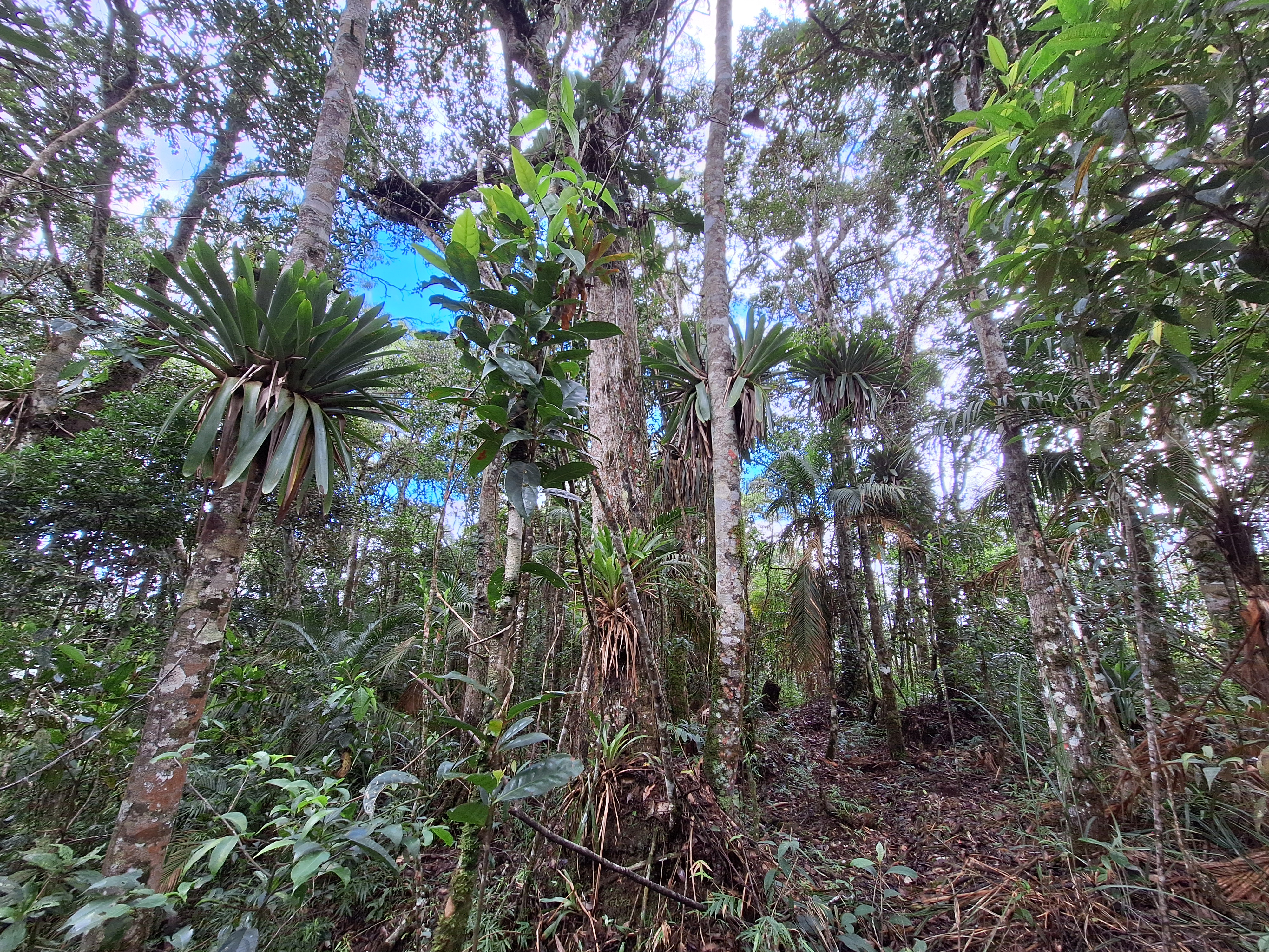 MATA ATLÂNTICA